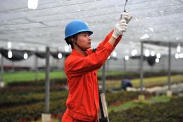 助力花農(nóng)增收