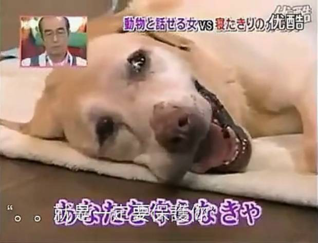 要讓人類聽懂動(dòng)物的語言，AI還需克服哪些難題？