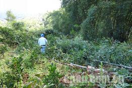 新平供電：清除樹障