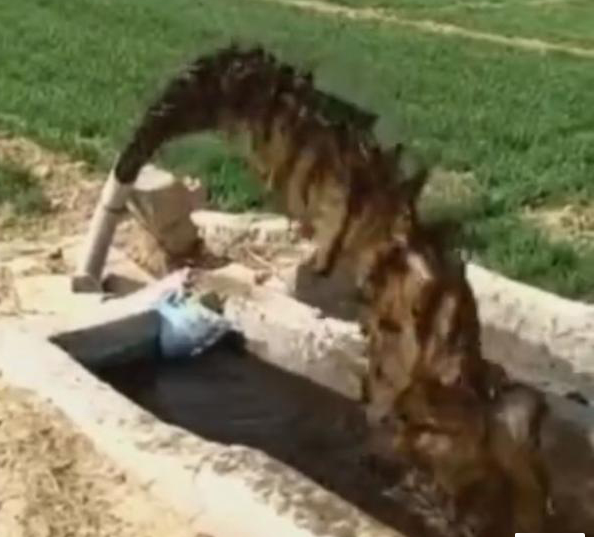 河北寧晉“污水澆麥”：附近企業(yè)滲坑排污，3人被抓