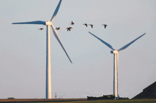 大自然保護(hù)協(xié)會(huì)認(rèn)為 風(fēng)能開(kāi)發(fā)應(yīng)規(guī)避生態(tài)脆弱區(qū)