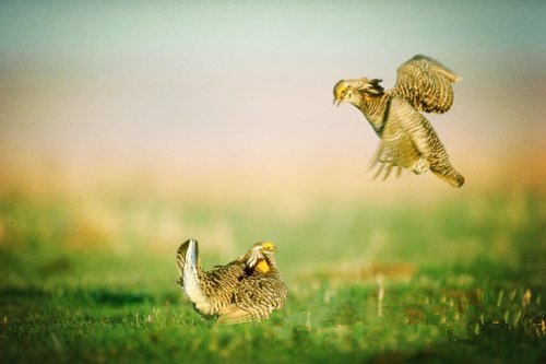 大自然保護(hù)協(xié)會(huì)認(rèn)為 風(fēng)能開(kāi)發(fā)應(yīng)規(guī)避生態(tài)脆弱區(qū)