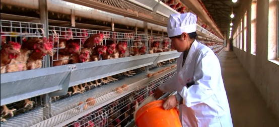 農(nóng)村金融變革已來(lái) 互聯(lián)網(wǎng)+金融+農(nóng)業(yè)大有可為