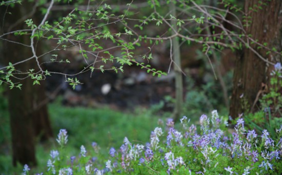 綠水青山=金山銀山 安徽“林長(zhǎng)制”的探索與實(shí)踐
