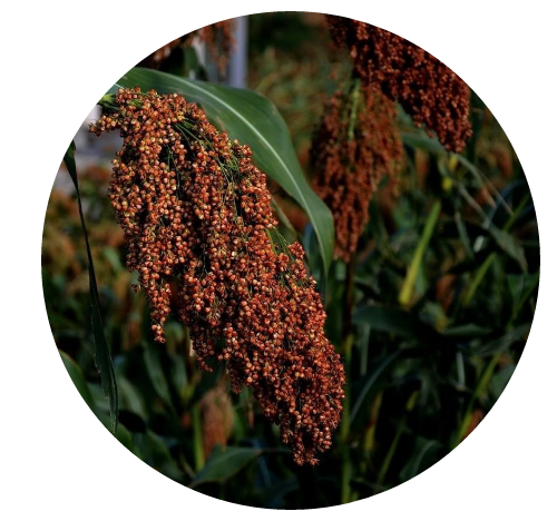 麥田國(guó)際——麥田里的守望者，“互聯(lián)網(wǎng)+農(nóng)業(yè)”的先行者