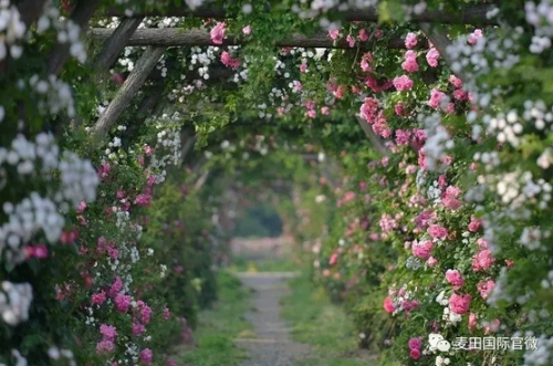 麥田國(guó)際——麥田里的守望者，“互聯(lián)網(wǎng)+農(nóng)業(yè)”的先行者