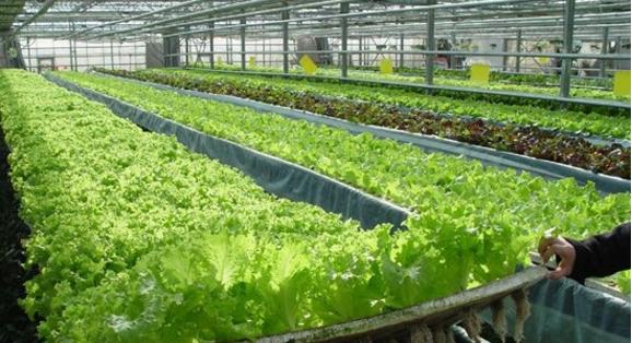 互聯(lián)網(wǎng)+農(nóng)業(yè) 下一個(gè)風(fēng)口！