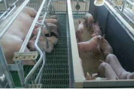 智能化養(yǎng)豬系統(tǒng)，現(xiàn)代化農(nóng)業(yè)發(fā)展之路