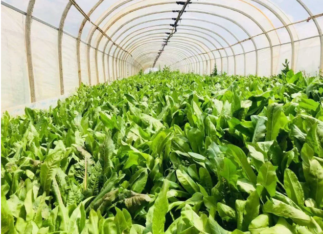 智能化養(yǎng)豬系統(tǒng)，現(xiàn)代化農(nóng)業(yè)發(fā)展之路