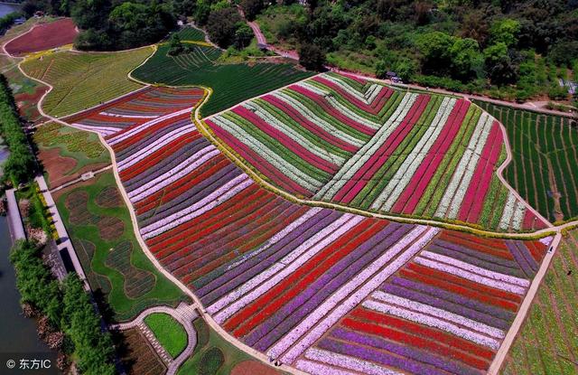 顛覆！裂變！賦能！互聯(lián)網(wǎng)+農(nóng)業(yè)領(lǐng)域的“豬飛起來(lái)了”