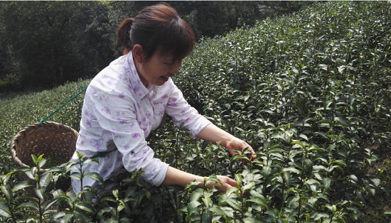 一乙雙平臺探索“互聯(lián)網(wǎng)+農(nóng)業(yè)” 促進(jìn)城鄉(xiāng)共同發(fā)展