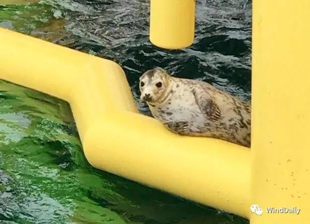 海上風電破壞海洋生態(tài)？海豹：想多了！