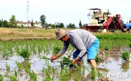 鄉(xiāng)村振興中的“互聯(lián)網(wǎng)+農(nóng)業(yè)”到底指的是什么？