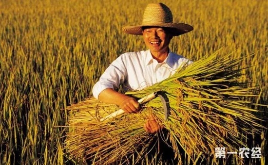 鄉(xiāng)村振興中的“互聯(lián)網(wǎng)+農(nóng)業(yè)”到底指的是什么？