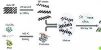 研究人員成功制備鈣鈦礦/黑磷低維復(fù)合納米材料